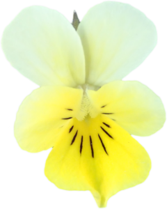 Stiefmütterchen gelb