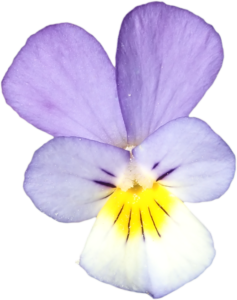 Stiefmütterchen lila1